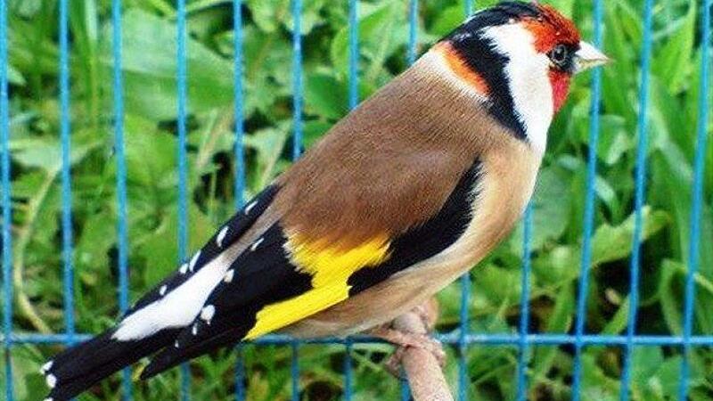 عامل زندهگیری و خرید و فروش پرنده سهره طلایی در بیلهسوار دستگیر شد