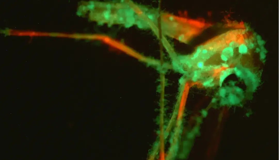 قارچ مهندسیشده با بوی فریبنده، پشهها را به کام مرگ میکشاند