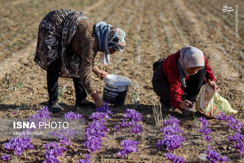 عکس/فصل برداشت طلای سرخ فاروج