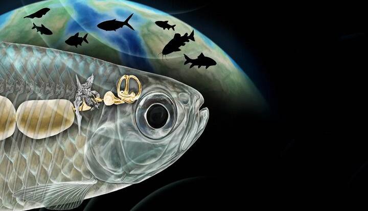 ماهی باستانی با شنوایی شبیه انسان، دانشمندان را شگفتزده کرد