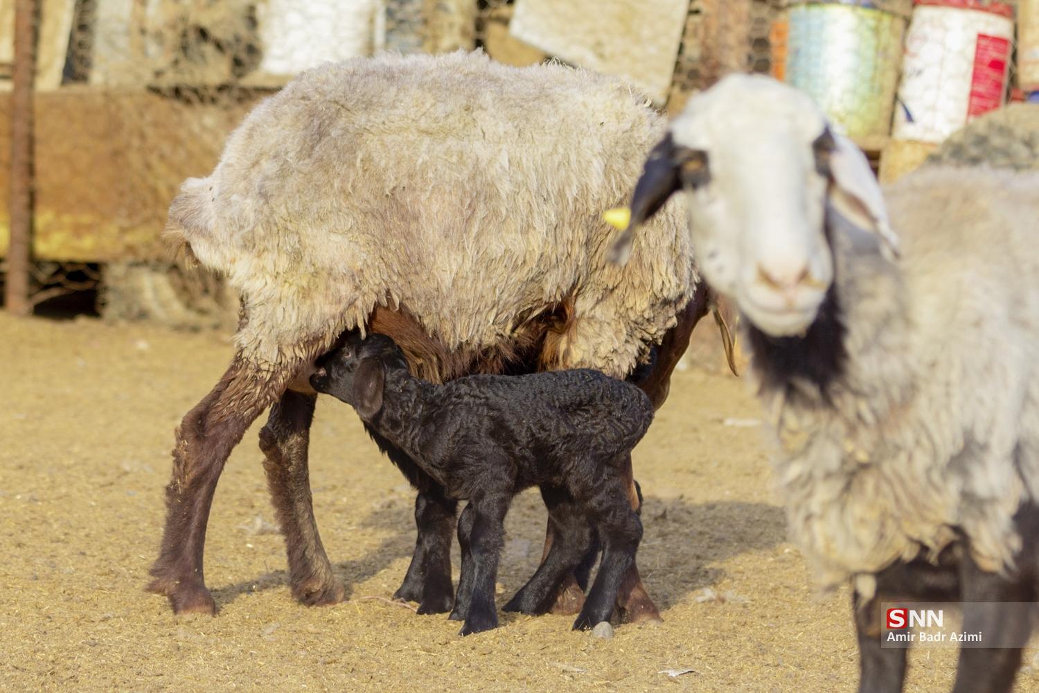 مزارع دامپروری در شمال شهرستان گنبد