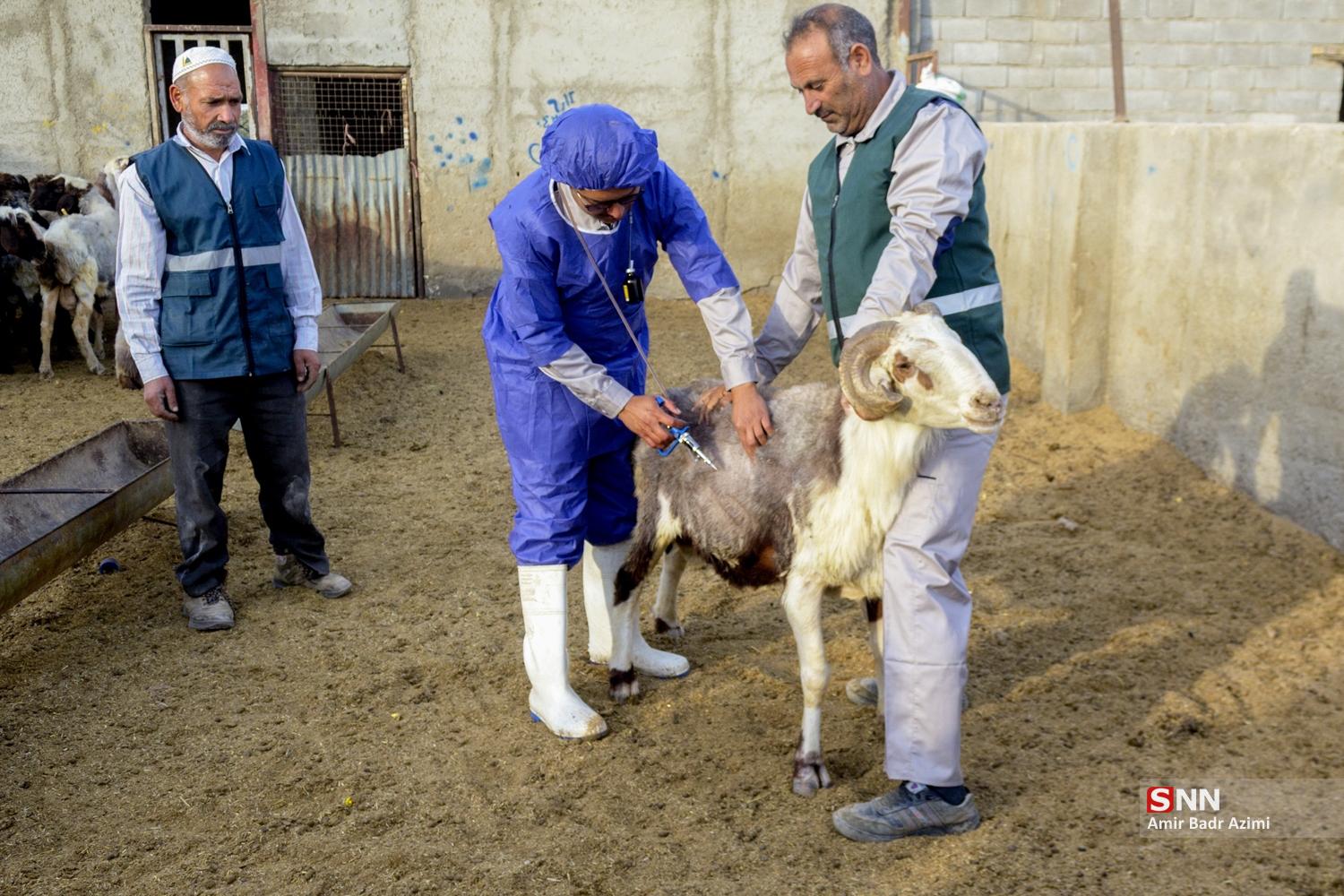 مزارع دامپروری در شمال شهرستان گنبد