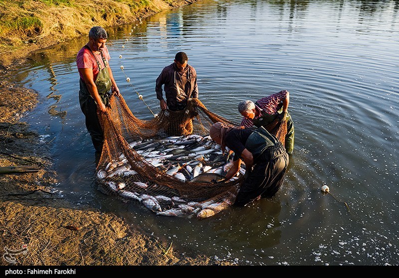 تولید برای محرومیت زدایی؛ پرورش ماهی