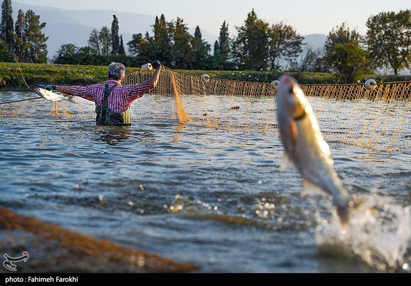 تولید برای محرومیت زدایی؛ پرورش ماهی