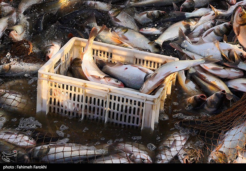 تولید برای محرومیت زدایی؛ پرورش ماهی