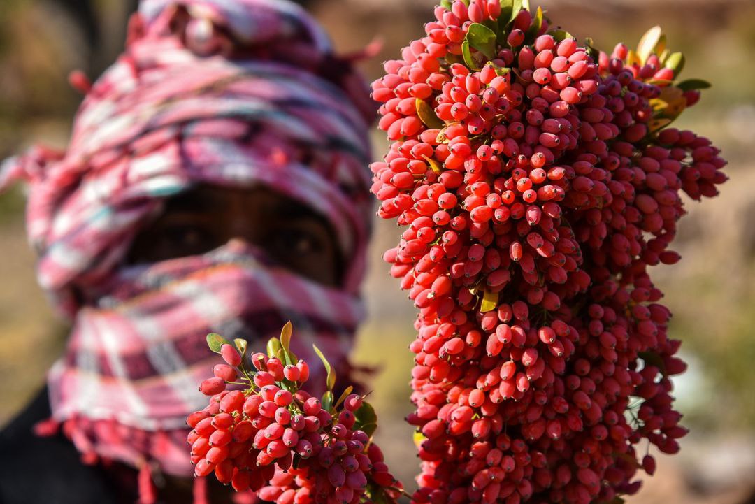  خراسان جنوبی؛ پایتخت زرشک جهان