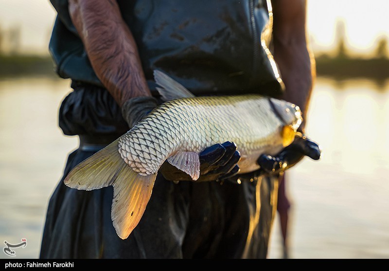 تولید برای محرومیت زدایی؛ پرورش ماهی