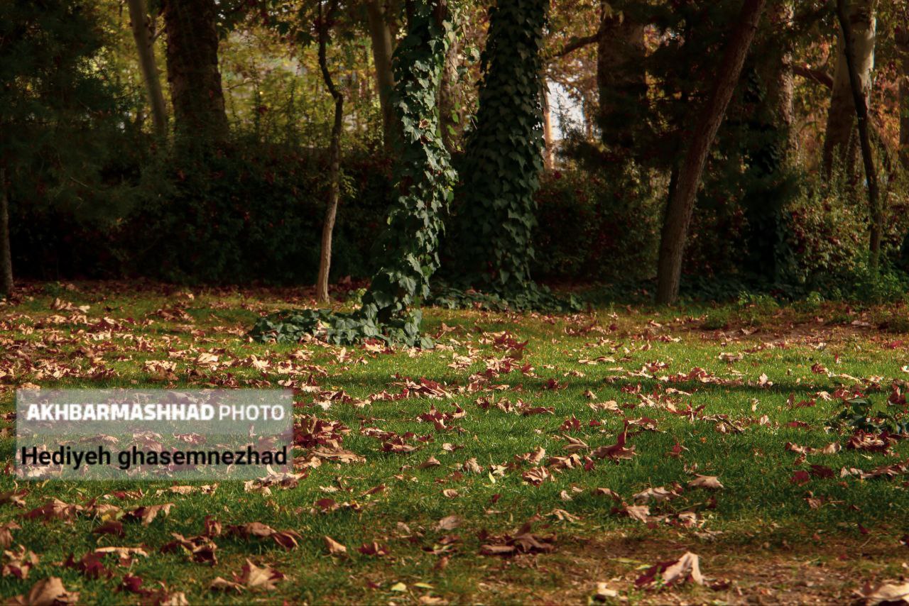 تصاویری از خزان بی‌جانِ مشهد