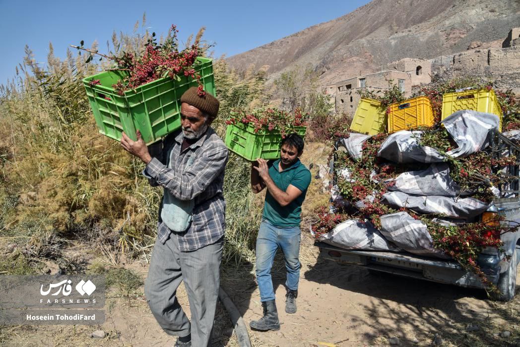  خراسان جنوبی؛ پایتخت زرشک جهان