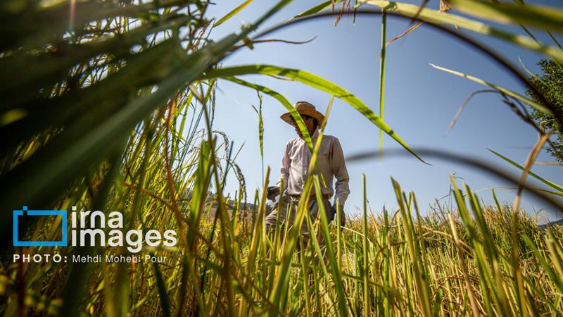 امید سبز در دل زمین‌های تشنه ایلام جوانه زد