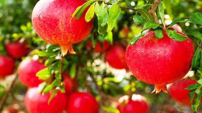 ضرورت تبدیل ساوه به قطب ملی فرآوری و اقتصاد انار