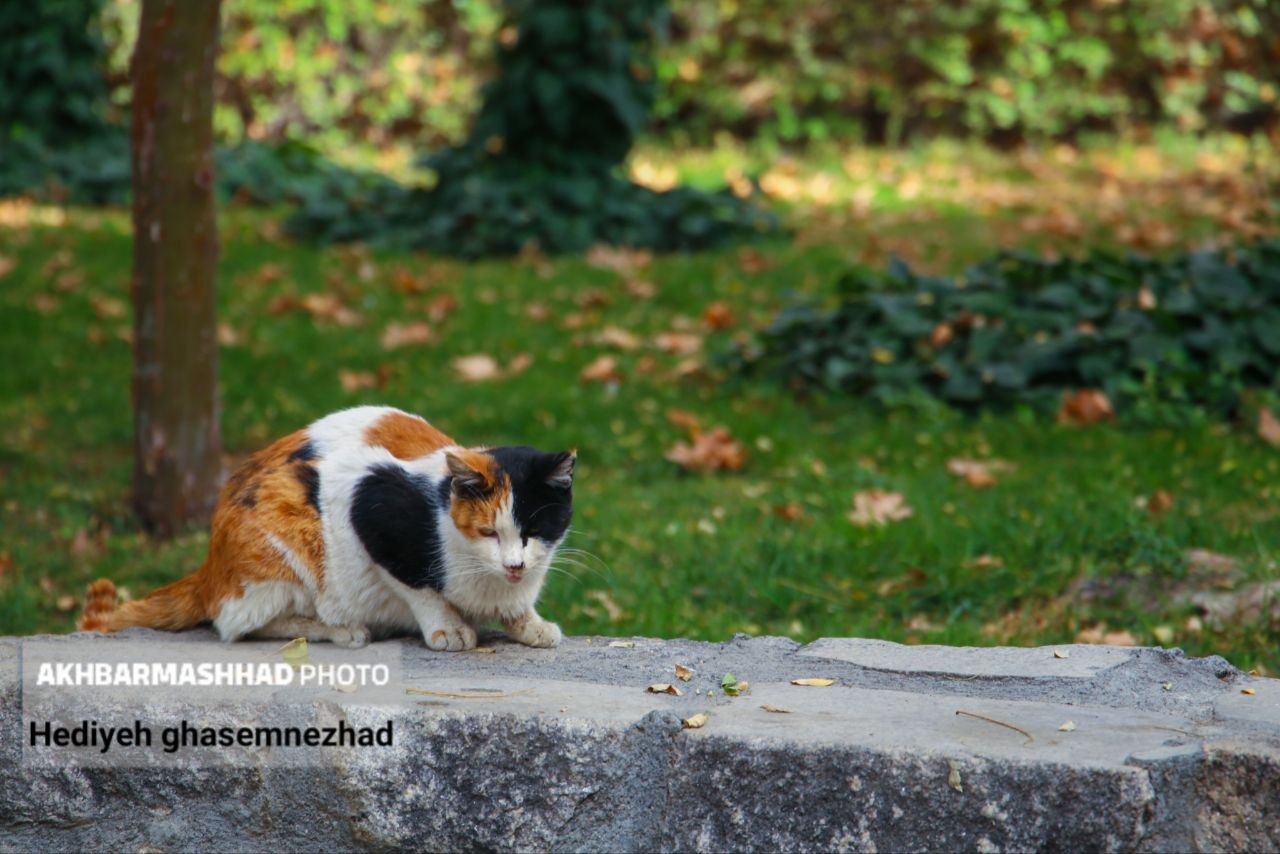 تصاویری از خزان بی‌جانِ مشهد