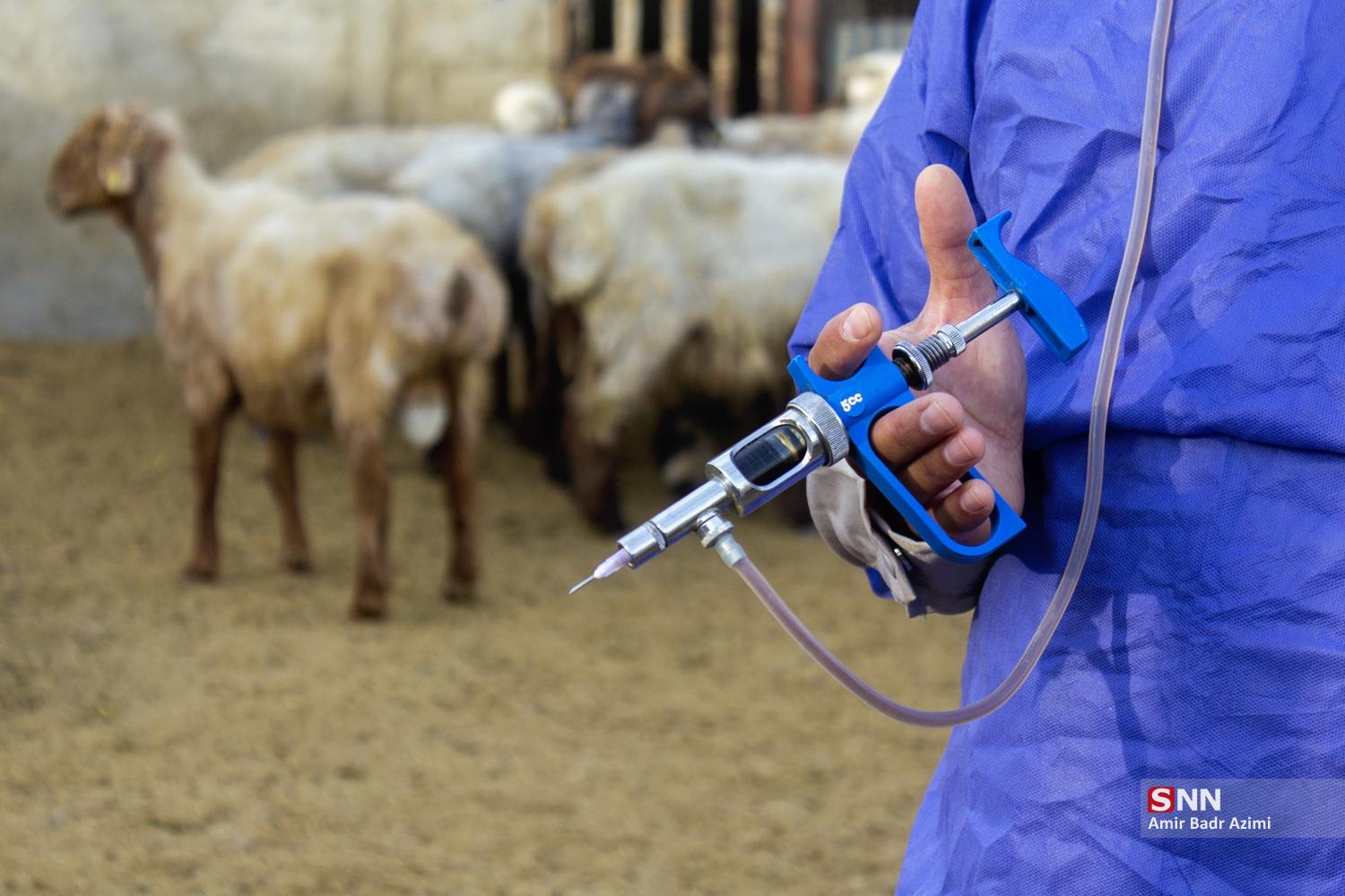 مزارع دامپروری در شمال شهرستان گنبد