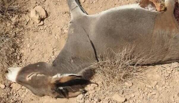 واکنش اداره کل حفاظت از محیطزیست هرمزگان به کشتار الاغها در میناب