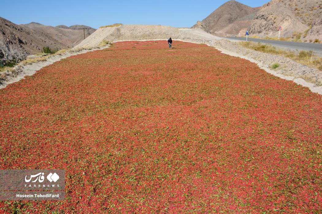  خراسان جنوبی؛ پایتخت زرشک جهان