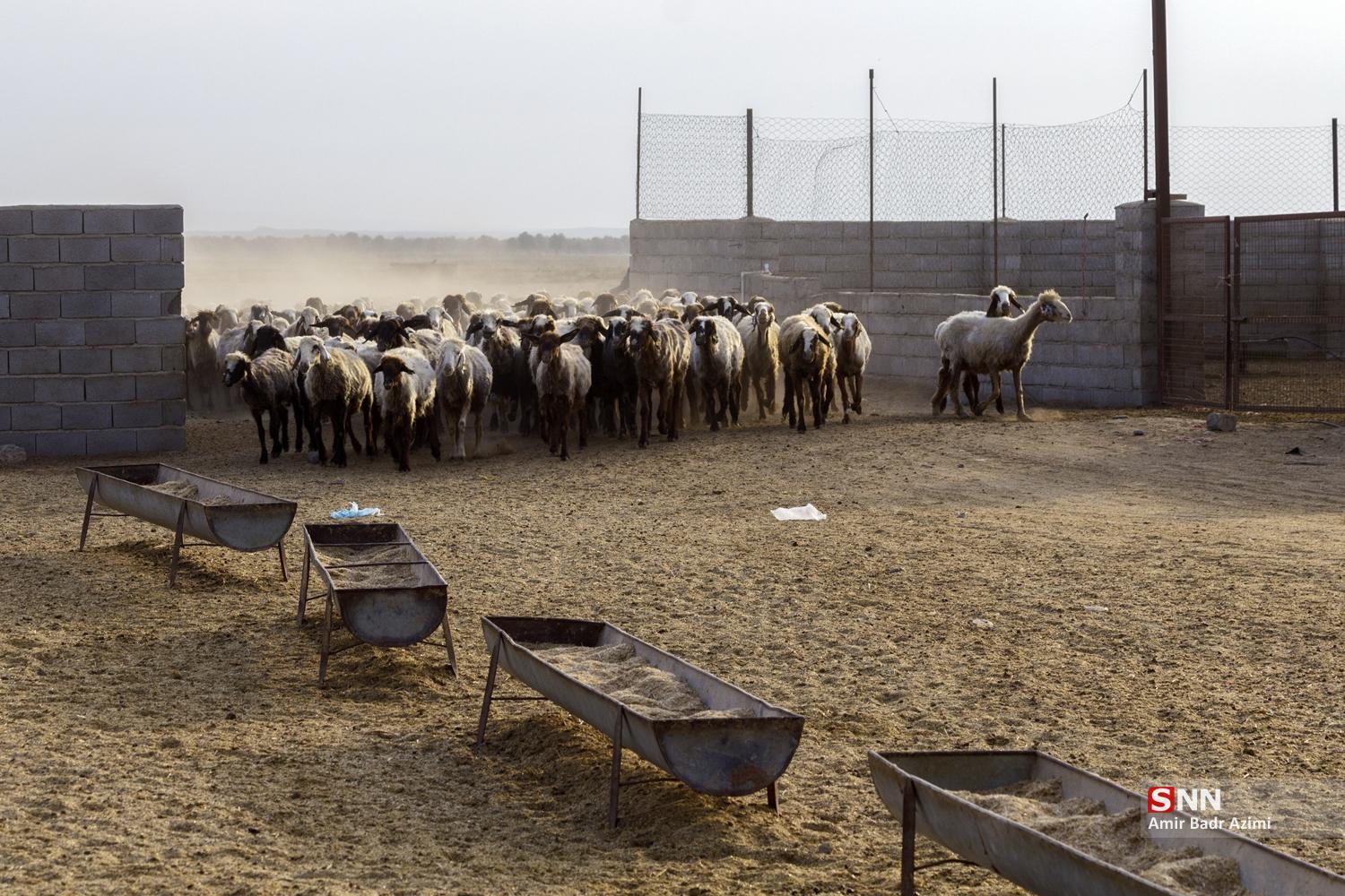 مزارع دامپروری در شمال شهرستان گنبد