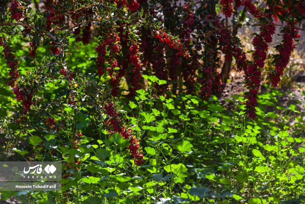  خراسان جنوبی؛ پایتخت زرشک جهان