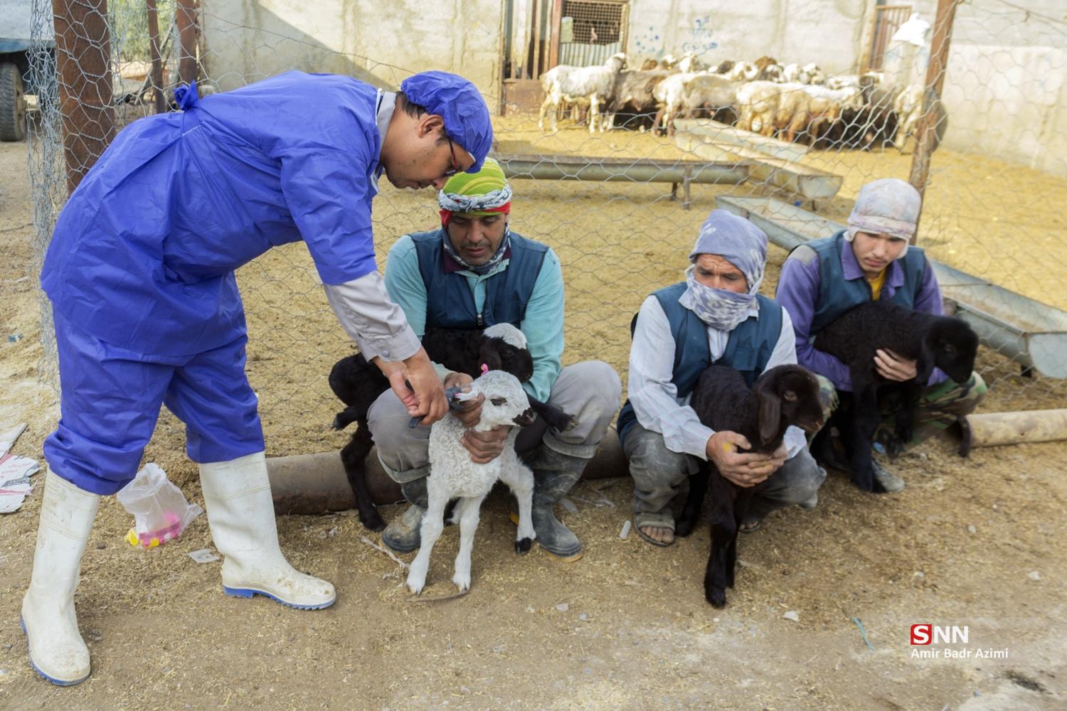 مزارع دامپروری در شمال شهرستان گنبد