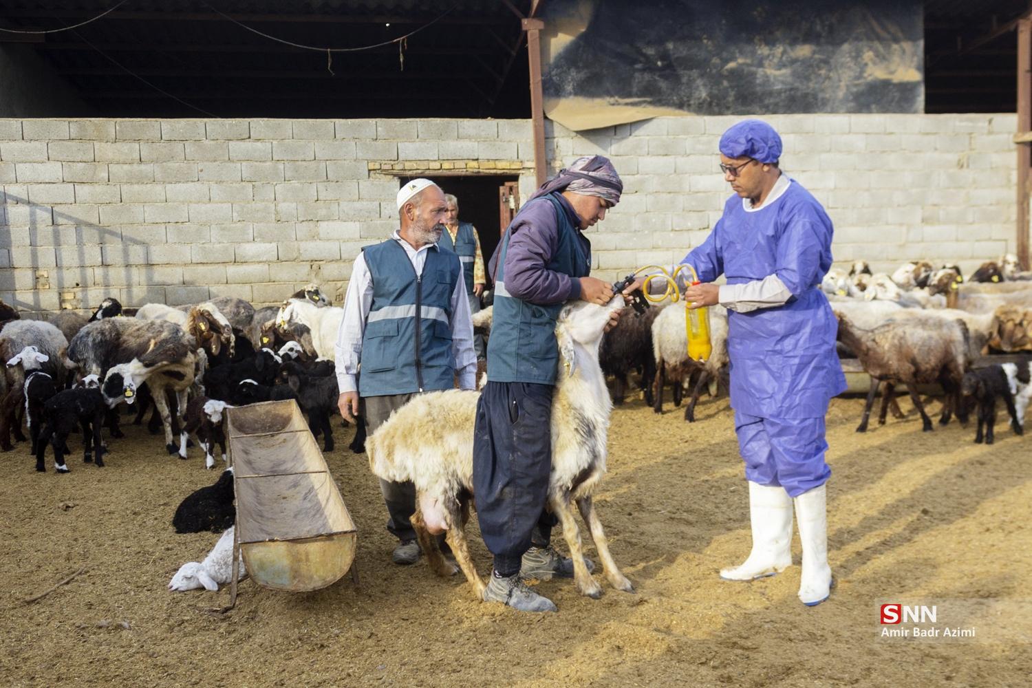 مزارع دامپروری در شمال شهرستان گنبد