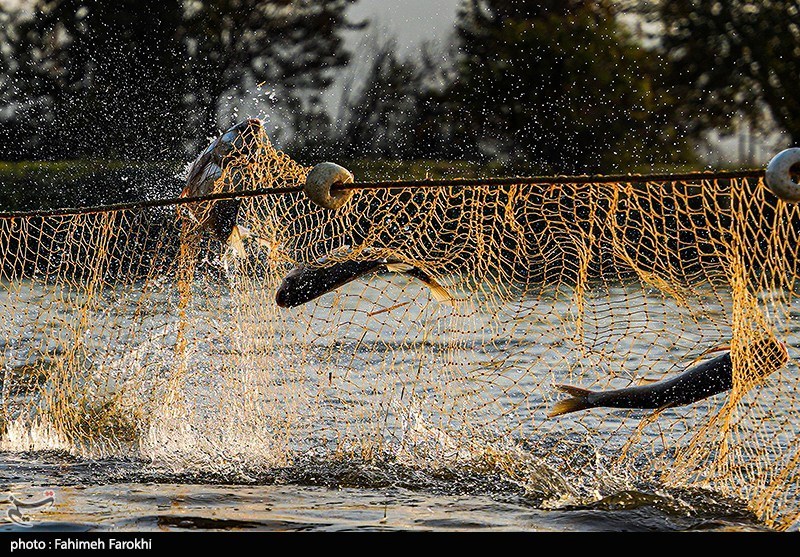 تولید برای محرومیت زدایی؛ پرورش ماهی