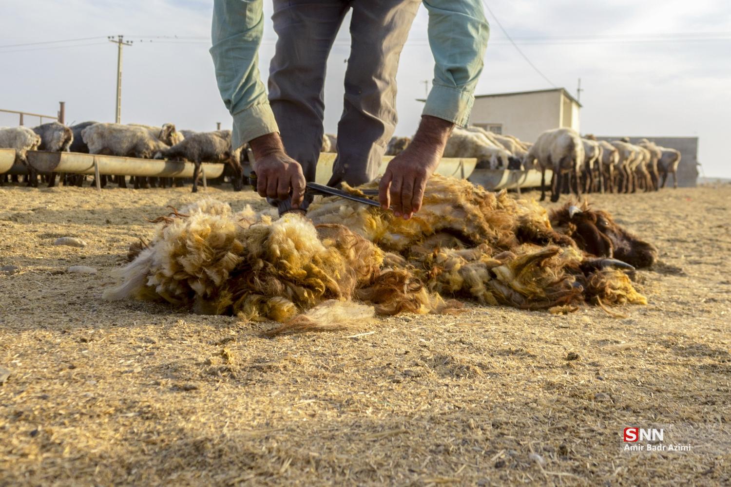 مزارع دامپروری در شمال شهرستان گنبد
