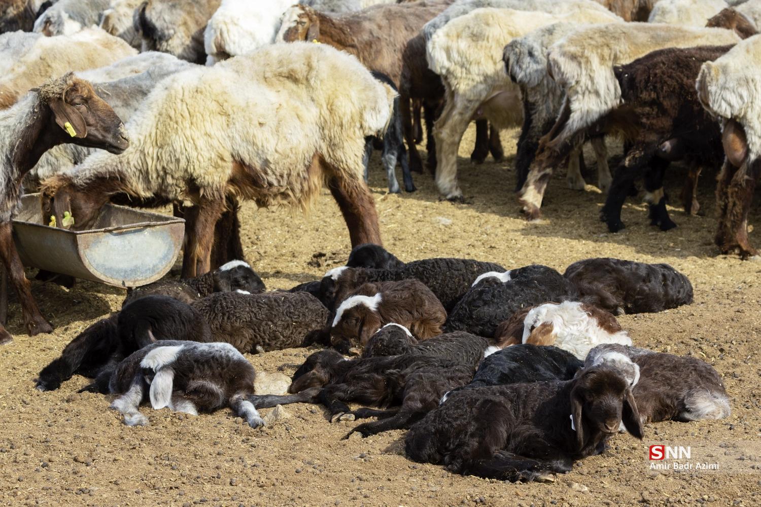 مزارع دامپروری در شمال شهرستان گنبد