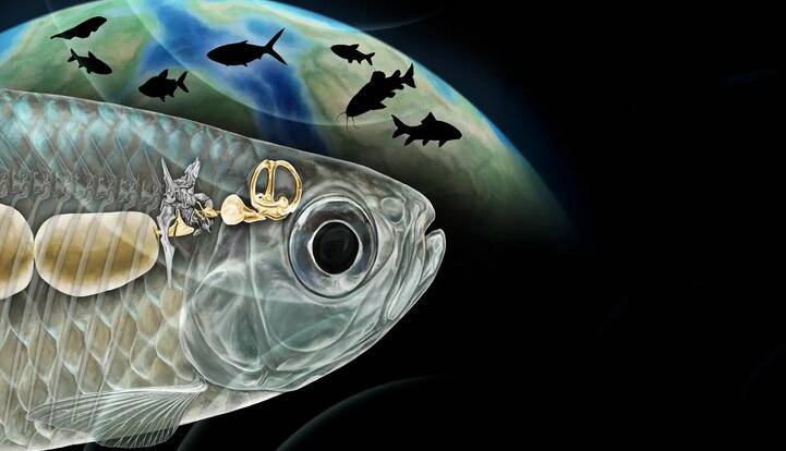 ماهی باستانی با شنوایی شبیه انسان، دانشمندان را شگفتزده کرد