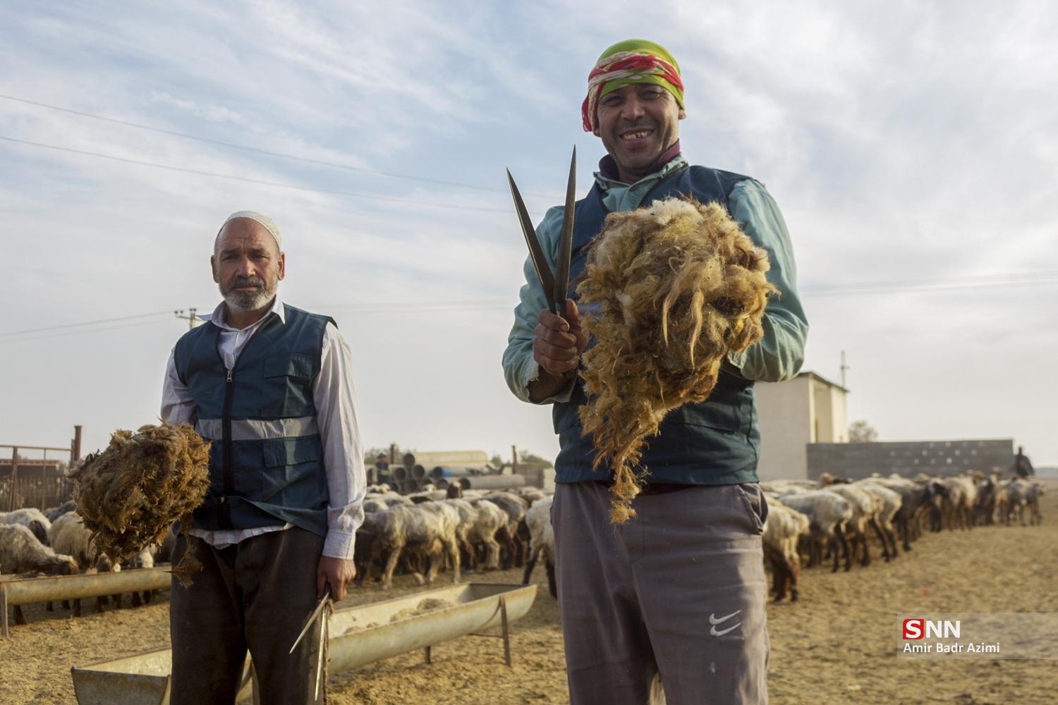 مزارع دامپروری در شمال شهرستان گنبد