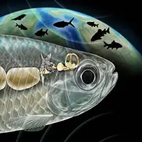 ماهی باستانی با شنوایی شبیه انسان، دانشمندان را شگفت‌زده کرد