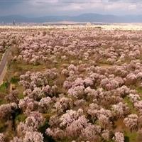 ثبت جهانی باغستان سنتی قزوین به عنوان یکی از نظام‌های میراثی کشاورزی