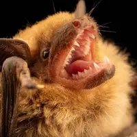 خفاش قهوه ای کوچک با امواج فراصوت