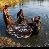 تولید برای محرومیت زدایی؛ پرورش ماهی