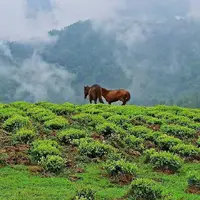 قابی زیبا از طبیعت شمال ایران