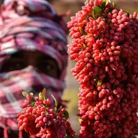  خراسان جنوبی؛ پایتخت زرشک جهان