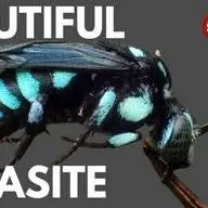 پنج گونه از زیباترین زنبورهای جهان