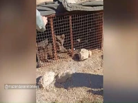 زندهگیری خرس مهاجم در ورزنه بابل