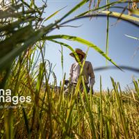 امید سبز در دل زمینهای تشنه ایلام جوانه زد