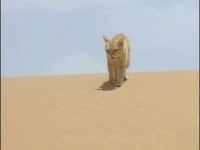 گربه شنی در مقابل مار صحرا