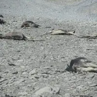 کشتار ۲۰ رأس الاغ وحشی در راونگ میناب