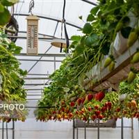 تولید ۲.۵ میلیون تن محصولات کشاورزی و دامی در البرز