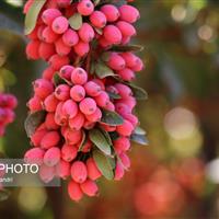 بورس زرشک در راه است/ خراسان جنوبی با تولید ۱۳۰ هزار تن، پایتخت زرشک ایران