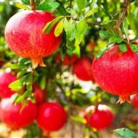 ضرورت تبدیل ساوه به قطب ملی فرآوری و اقتصاد انار