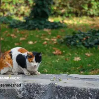 تصاویری از خزان بی‌جانِ مشهد