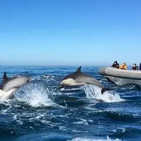 منظره‌ای تماشایی با حضور هزاران دلفین در کنار قایق  