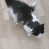 گربه بالدار در کرمان خبرساز شد