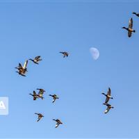 میزبانی تالاب میقان اراک از ۱۵ هزار پرنده مهاجر