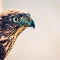 شاهین شکارچی؛ فرانسوی‌ها بهش میگن «پرواز روح‌القدس» 