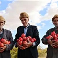 انارهای عشق ، روایتی از تلاش در دل باغهای جاجرم