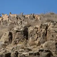 وجود تنها ۶ محیطبان برای حفاظت از ۶۰۰۰ کیلومتر مربع در الیگودرز!