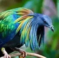 ده گونه کبوتر زیبا در طبیعت 